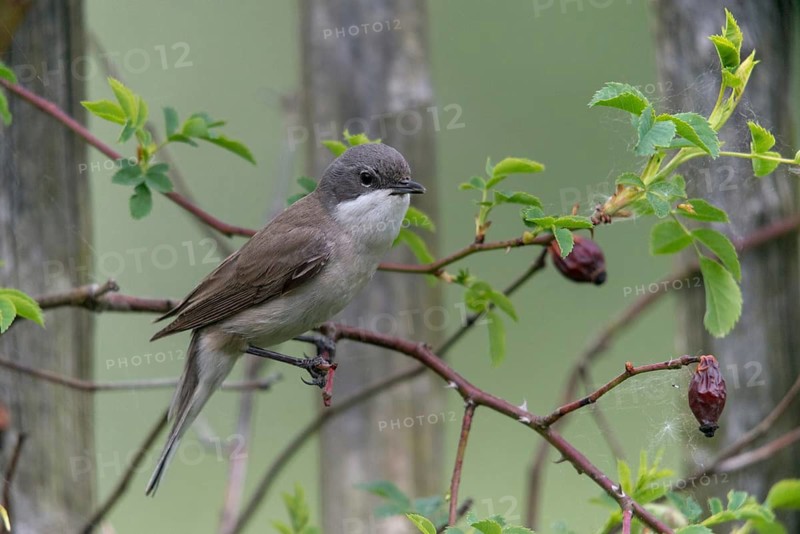 Rattleswarbler, Lesser Whitethroat, Sylvia Curruca, Birds, Garden, Garden Fence, Passeri, Songbirds, Birds, Warbler