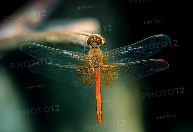 Spotted heather, Sympetrum flaveolum, yellow-winged darter, anisoptera, damselflies, dragonflies, insects, leo, dragonflies, male, odonata