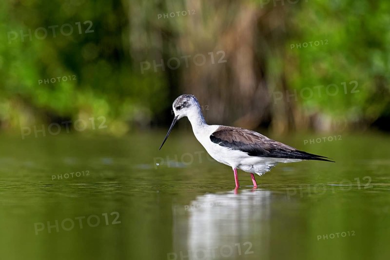 A black-winged Black-winged Stilt (Himantopus himantopus) wades through a pond in search of food, Camargue, southern France, Franceqq