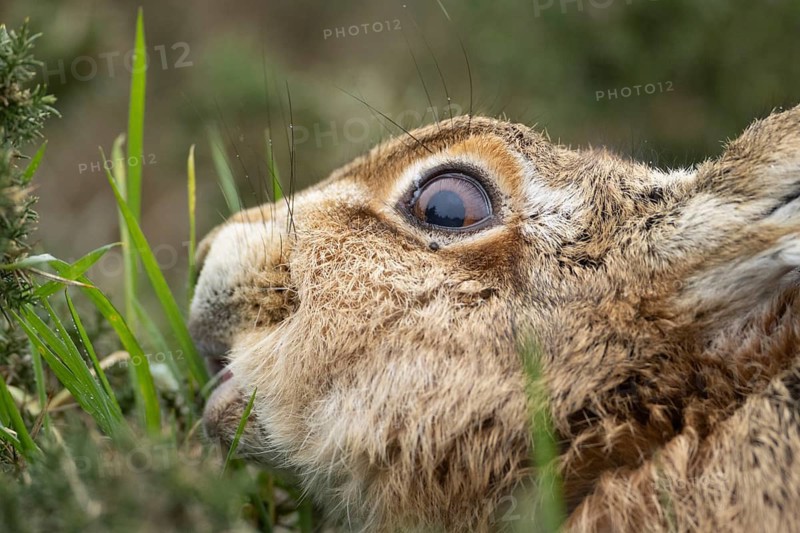 European brown hare (Lepus europaeus) adult animal eating grass, England, United Kingdom