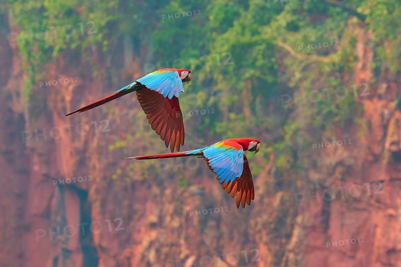 Two colourful parrots fly against a backdrop of red rocks and lush vegetation, soaring freely: the green-winged macaw, or dark-red macaw (Ara chloroptera), Buraco Das Araras, Bonito, Pantanal, Brazil