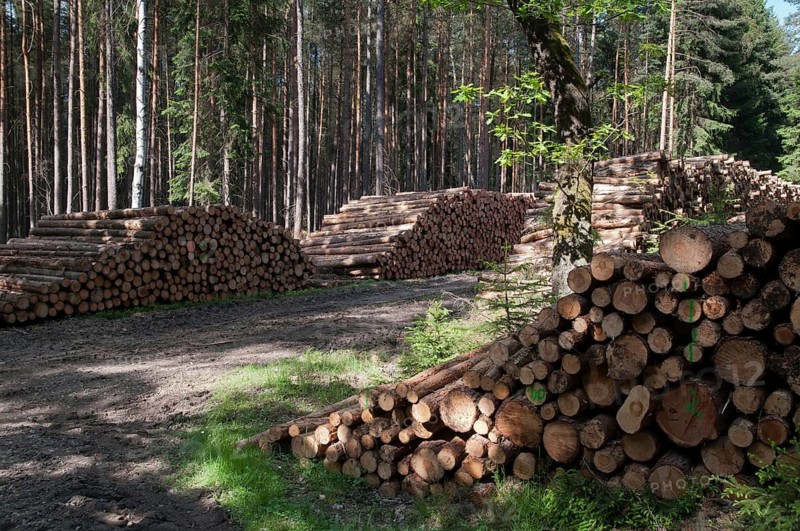 Forestry, logging, industrial forestry, intensive forestry, intensive forestry, landscape, landscape