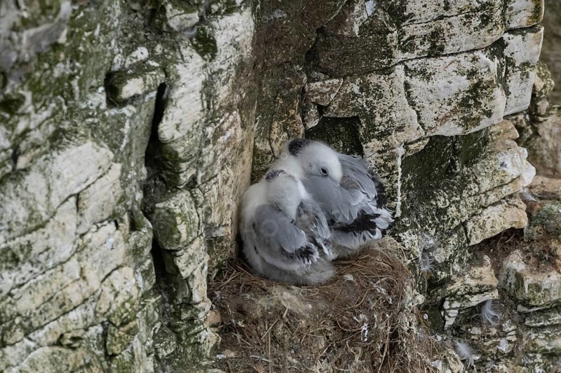 Black legged kittiwake (Rissa tridactyla) two juvenile baby seabird birds on its nest on a cliff ledge in summer, England, United Kingdom