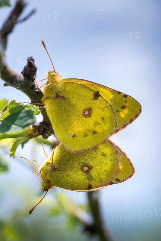 Mount Rana, Bohemian Highlands, Colias Hyale, Czech Republic, yellow haybutterfly, golden eight, pale clouded yellow, Czech Republic, white clover yellow, butterfly, couple, high size, portrait format, insects, copula, mating, couple, mating, mating, butterfly, butterflies