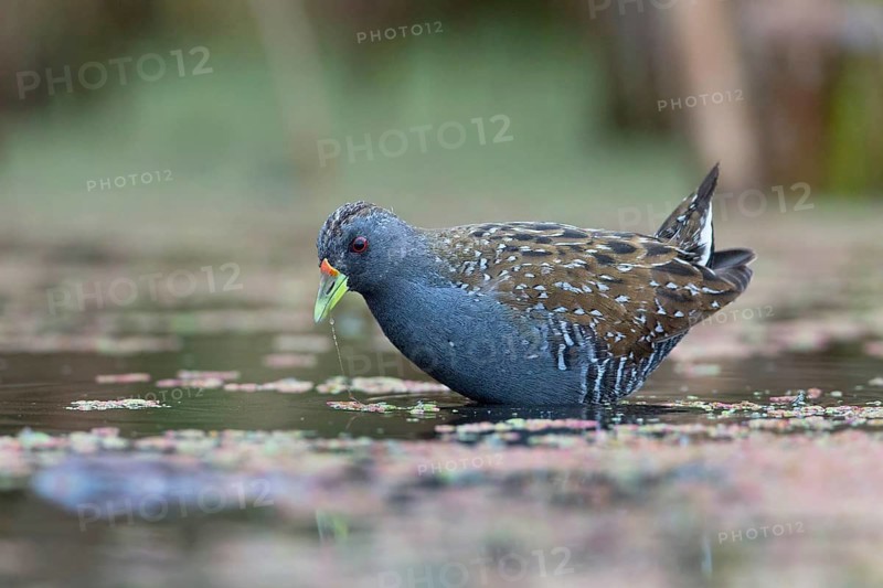Australian Crake (Porzana fluminea) foraging, Victoria, Australia