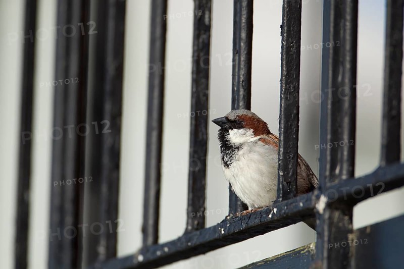 House sparrow (Passer domesticus) adult male bird on a building, England, United Kingdom
