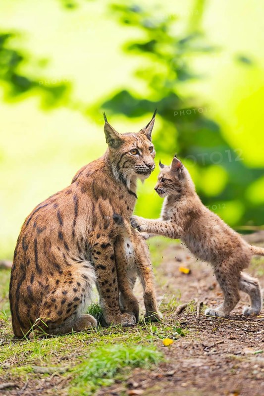 Eurasian lynx (Lynx lynx) mother with her youngster (cub) in a forest, Bavaria, Germany