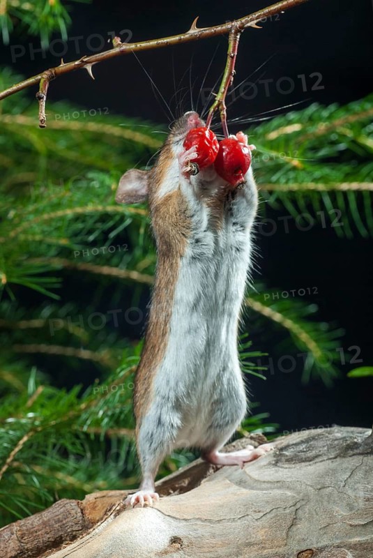 Apodemus flavicollis, yellow-necked mouse, rodents, rodentia, yellow-necked mouse, high size, portrait format, mammals, mouse, mouse, muroids, mice, rodents, mammals