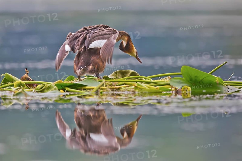 Great Crested Grebe (Podiceps cristatus) on nest, Bavaria, Germany