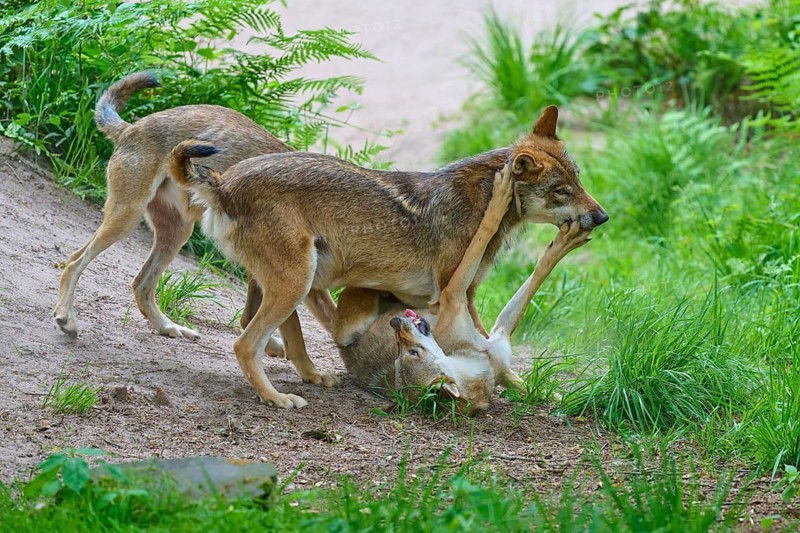Wolves playfully wrestling on a sandy path in the forest, summer, wolf (Canis lupus), Germany