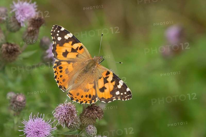 Painted lady butterfly (Vanessa cardui) adult insect feeding on a Creeping thistle flower in summer, Suffolk, England, United Kingdom
