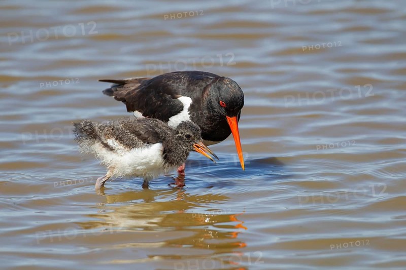 Eurasian oystercatcher (Haematopus ostralegus) adult and juvenile baby wading birds in a shallow lagoon in summer, RSPB Minsmere nature reserve, Suffolk, England, United Kingdom