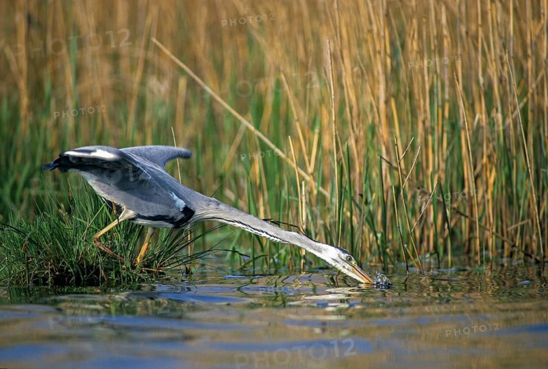 Ardea cinerea, heron, gray heron, birds, ciconiiformes, hunting, leo, heron, walking birds, wading birds, birds