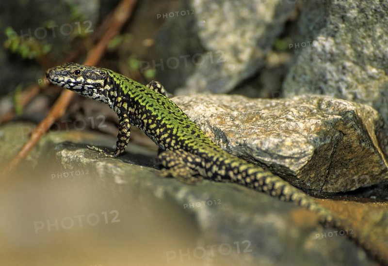 Common wall lizard, Podarcis muralis, critters, lizards, lizards, FFH, reptiles, lizards, males, reptilia, reptiles