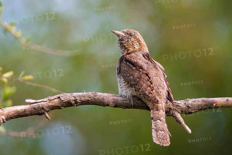 Jynx Torquilla, Wryneck, Birds, Bulgaria, Male, Piciformes, Call, Woodpeckers, Birds, Woodpecker