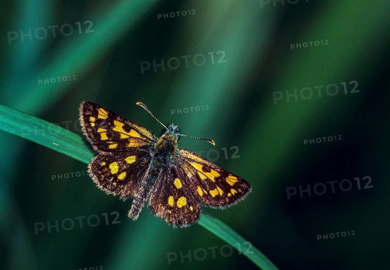 Colorful bighead, carterocephalus palaemon, chequered skipper, yellow cube thighead, butterfly, insects, butterfly, butterflies, butterflies