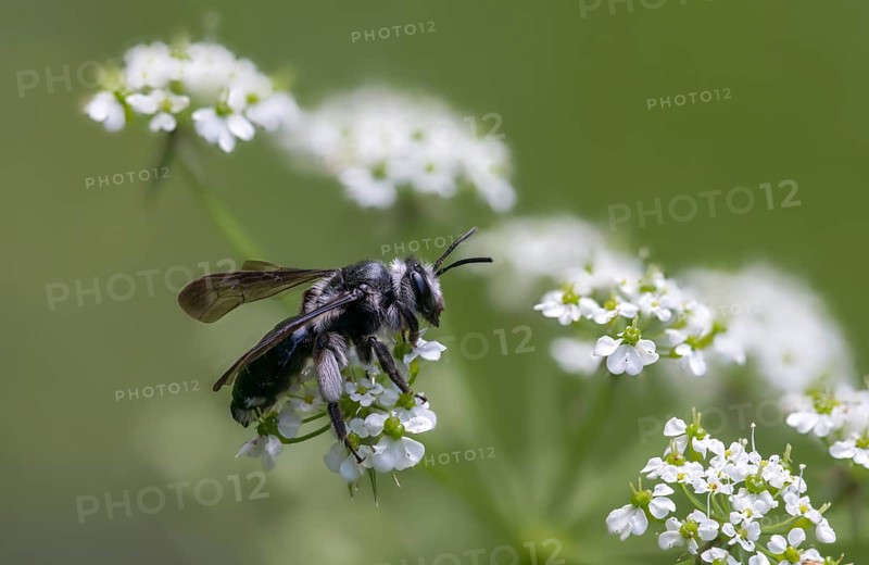 Andrena agilissima, apidae, bees, blue iridescent earth bee, blue iridescent sand bee, blue-black sand bee, hymenoptera, sand bee, mustard-blue iridescent sand bee, violet-winged mining bee, insects, wild bees