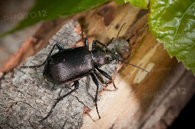 Calosoma inquisitor, small doll predator, climbing beetle, lesser searcher, beetle, coleoptera, insects, beetles