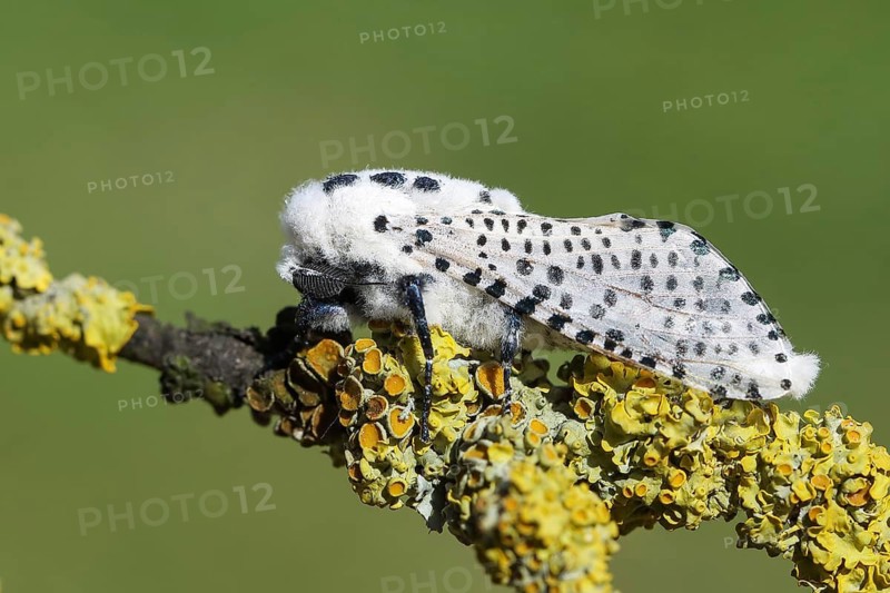 Giant leopard moth (Hypercompe scribonia) perched on a branch covered in lichen, moth, bear moth, Altmühltal, Franconian Lake District, Middle Franconia, Franconia, Bavaria, Germany