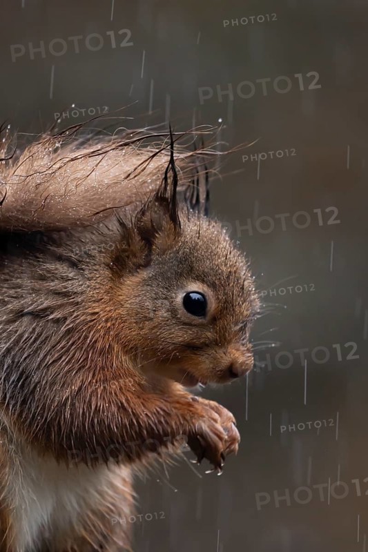 Red squirrel (Sciurus vulgaris) adult animal in a rain storm, England, United Kingdom