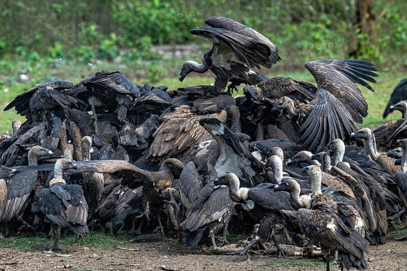 Vultures, Bengal vultures, white-rumped vultures (Gyps bengalensis), Chitwan National Park, jungle, Nepal