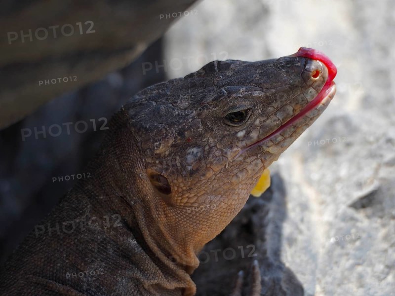Close-up of the head of a Gran Canaria giant lizard (Gallotia stehlini) sticking out its tongue in a rocky environment, Gran Canaria, Spain