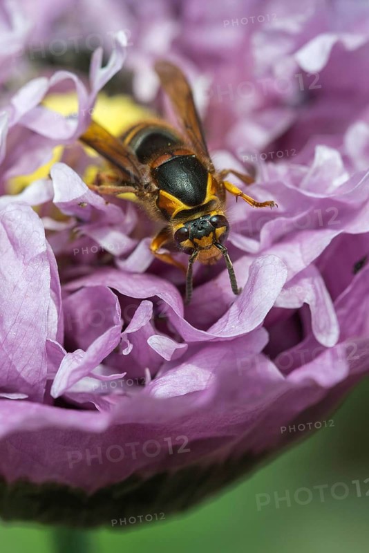 European hornet, hymenoptera, vespa crabro, wrinkle wasps, high size, portrait format, hornet, insects, insects