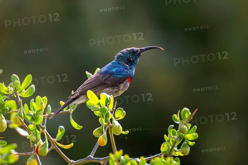 Cape Sunbird (Cinnyris chalybeus), adult, Cape Town, South Africa