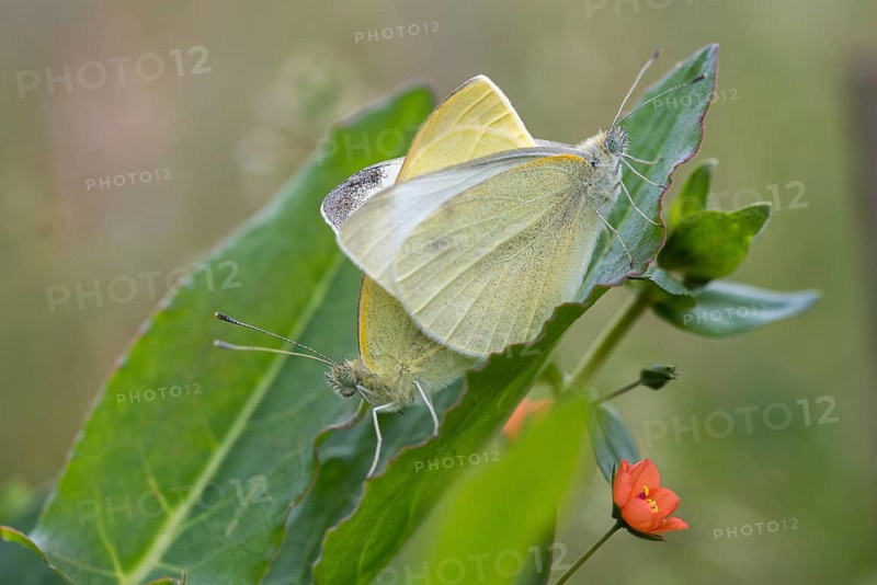 Small white cabbage, white cabbage, Pieris Rapae, small white, butterfly, insects, butterfly, butterflies, butterflies, whites