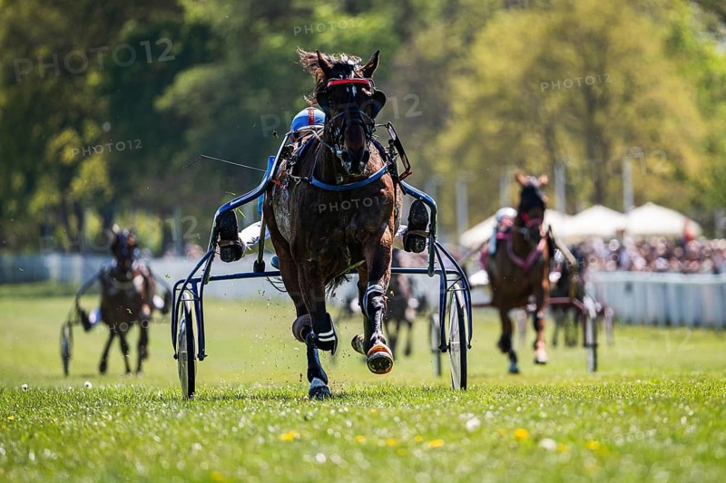 Head-on view of multiple harness racing horses competing on grass track, strong depth and perspective with leading horse in focus in Wroclaw, Poland