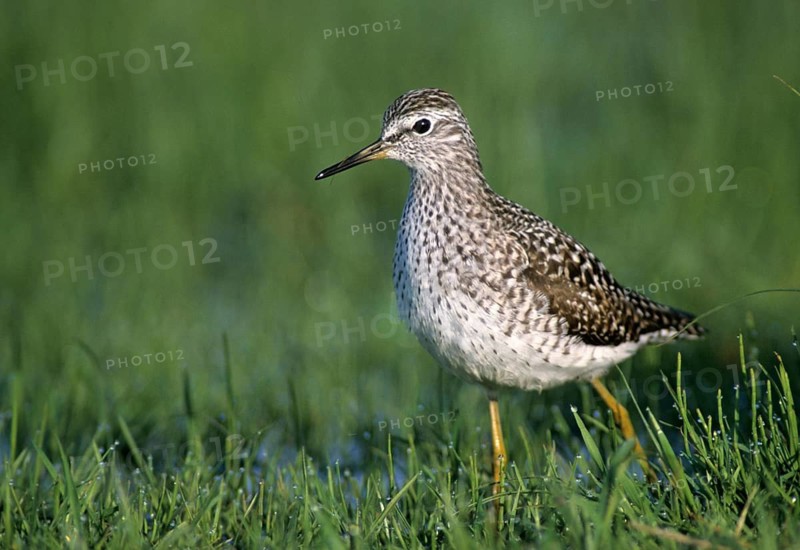 Broken water striders, tringa glareola, wood sandpiper, birds, charadriiformes, leo, limikolen, snipe birds, scolopacidae, birds, waders, waders