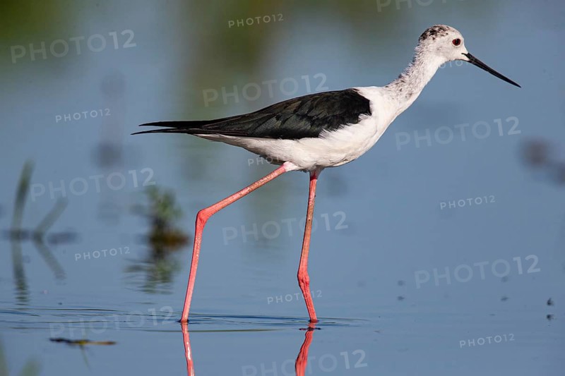 Black-winged Stilt (Himantopus himantopus) Hungary