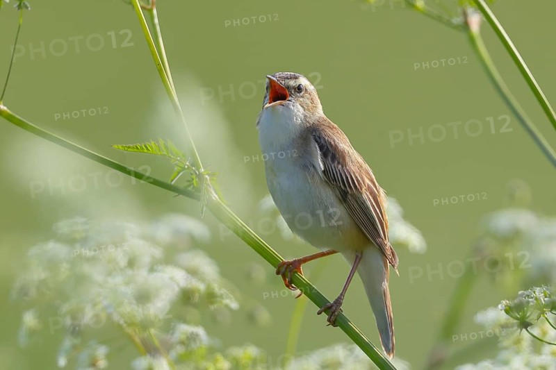 Reed warbler (Acrocephalus schoenobaenus) sitting in meadow chervil (Anthriscus sylvestris), wildlife, migratory bird, nature photography, wildlife, Ochsenmoor, Dümmer See, Lower Saxony, Germany