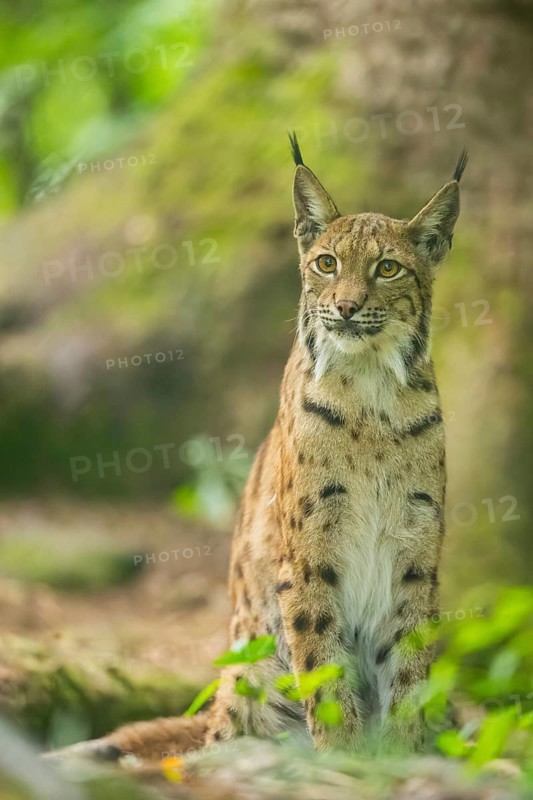 Eurasian lynx (Lynx lynx) sitting in a forest, Bavaria, Germany