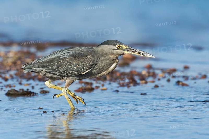 Striated Heron (Butorides striata) hunting, Eilat, Israel
