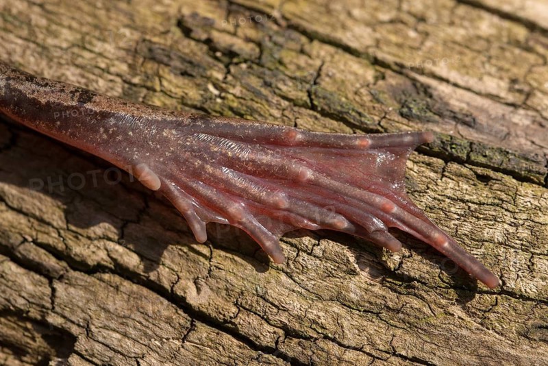 Agile frog, callus internus, metatarsal tubercle, prehallux, rana dalmatina, jumping frog, amphibian, amphibian, heel hump, frog, frog, amphibian, metatarsal tubercle