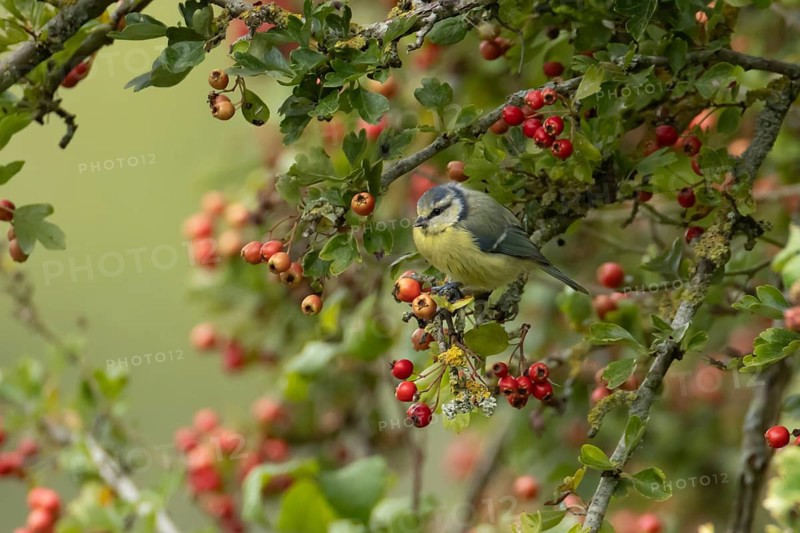 Blue tit (Cyanistes Caeruleus) adult garden bird in a Hawthorn tree full of red berries in summer, Suffolk, England, United Kingdom