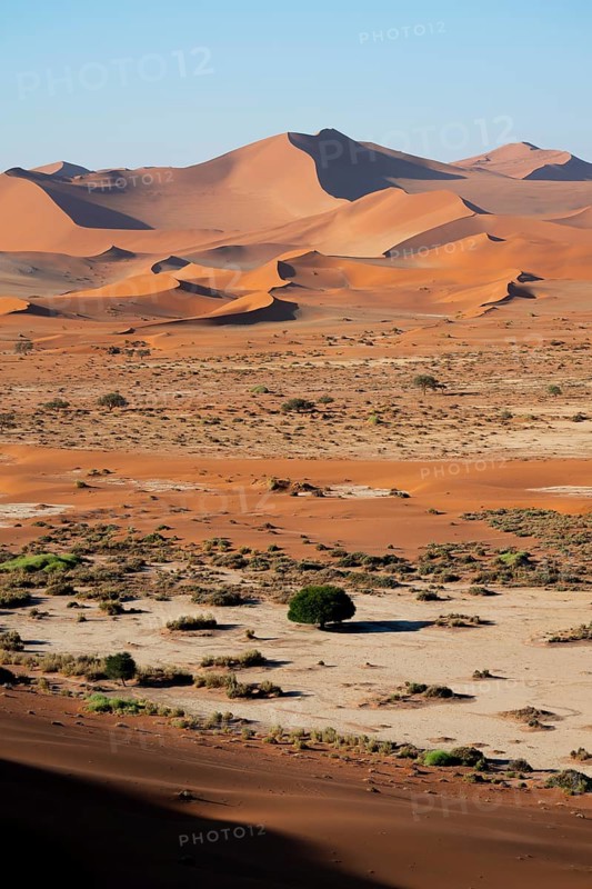 Red and yellow sand dunes of the Namib, Namib Desert, Namib-Naukluft National Park, Namibia