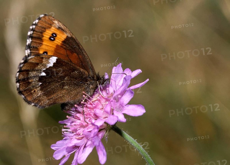 Arran Brown, Erebia Ligea, White-tailed Carrot, Butterfly, Insects, Leo, Butterfly, Butterflies