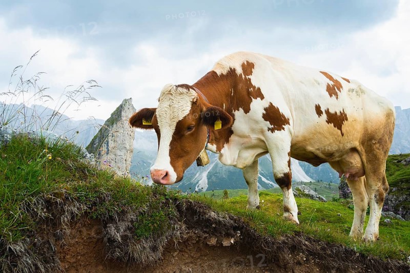 Brown white dairy cow grazing green alpine meadow mountain peaks background Dolomites Italy summer organic farming agriculture livestock animals