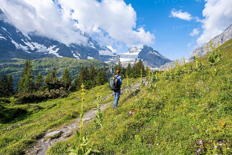 Hiker on hiking trail between Great yellow gentian (Gentiana lutea) in front of picturesque mountain landscape with mountain peak Tschingelhorn, Bernese Alps, Bernese Oberland, Switzerland