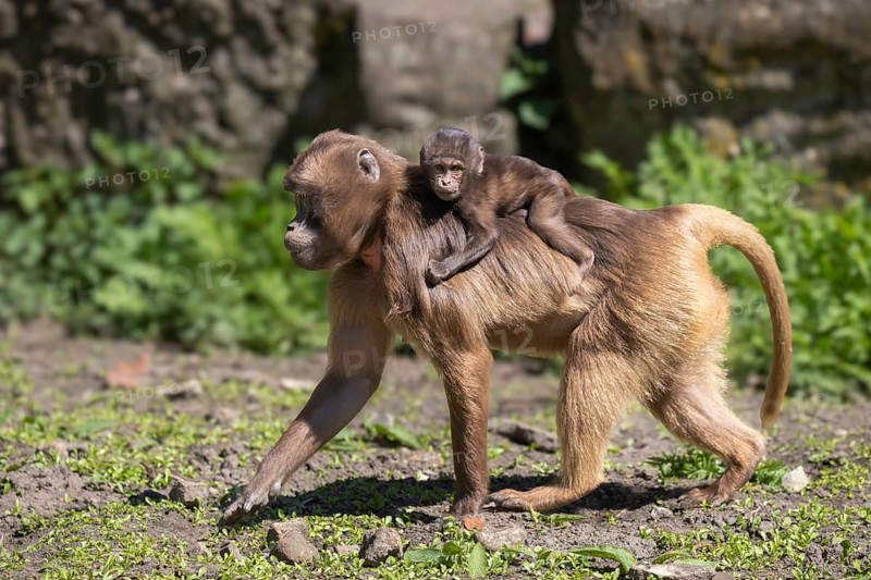 Blood-breasted baboon (Theropithecus gelada) with young, Germany