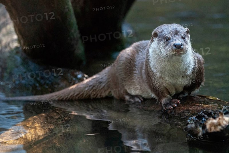 Carnivora, Eurasian otters, Lutra Lutra, predators, mammals, martens, raptors, mammals
