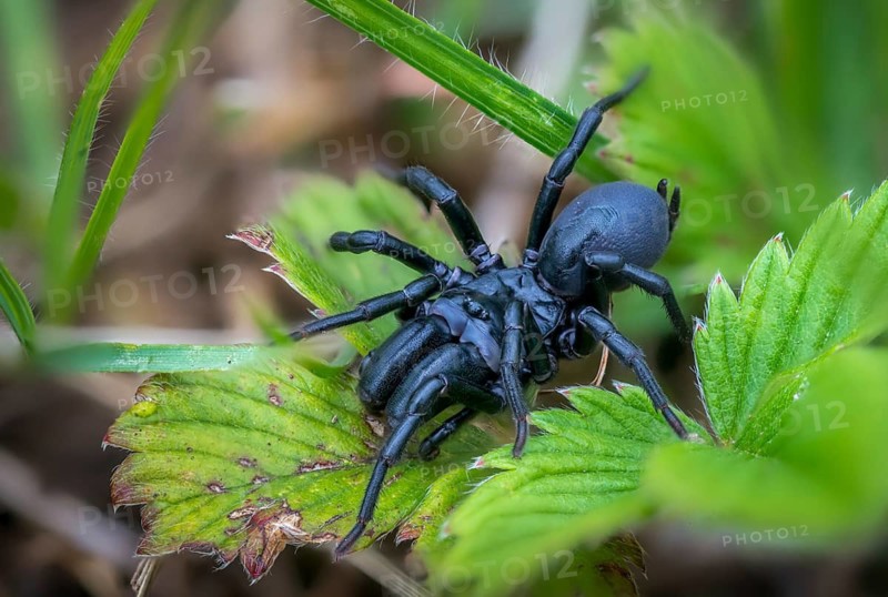 Atype piceus, black pursweb spider, mygalomorphae, pitch-black wallpapering spider, purseweb spider, wallpaper spider, tarantula, spiders, spiders