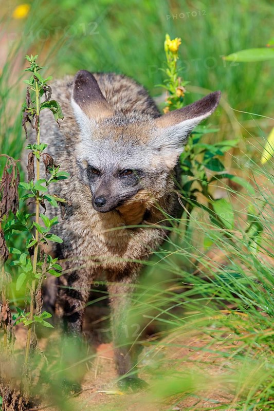A Bat-eared fox (Otocyon megalotis) stands among tall green vegetation on a sunny day. Sudan, Ethiopia, Somalia, Uganda, Kenya, Tanzania, Angola, Namibia, Botswana, South Africa, Mozambique, Zimbabwe