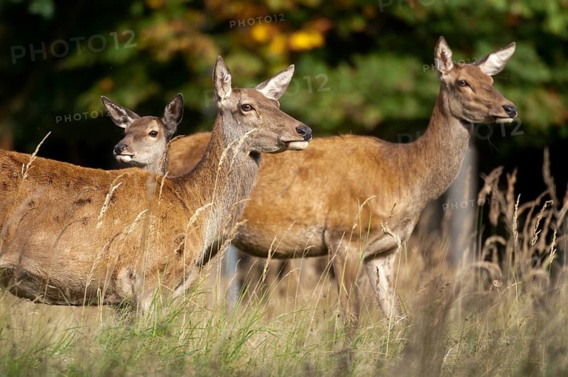 Artiodactyla, Cervus Elaphus, even-toed ungulate, cloven-hoofed, red deer, red deer, adult, deer, mammals, narrow-legged animals, mammals