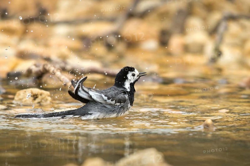 Wagtail, Motacilla Alba, White Wagtail, Bath, Bird Bath, Birds, Passeri, Songbirds, Potion, Birdbath, Birds, Watering Place
