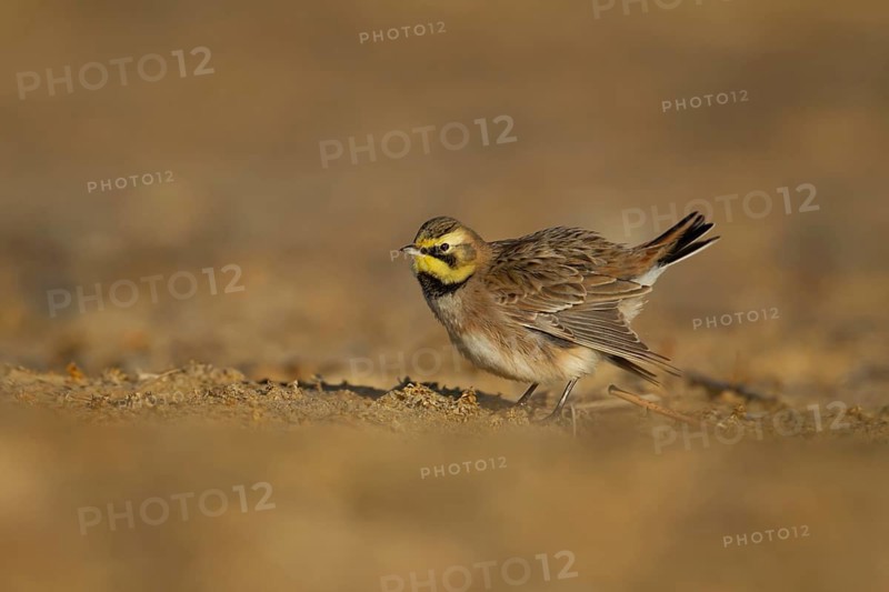 Shore lark or Horned lark (Eremophila alpestris) adult bird on a beach, Suffolk, England, United Kingdom
