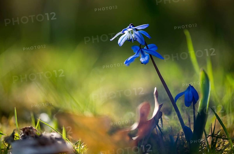 Bluestar, Hyacinthaceae, Hyacinth Family, Nodding Star Hyacinth, Scilla Siberica, Siberian Squill, Siberian Star Hyacinth, Siberian Bluestar, Flora, Plants, Wood Squill