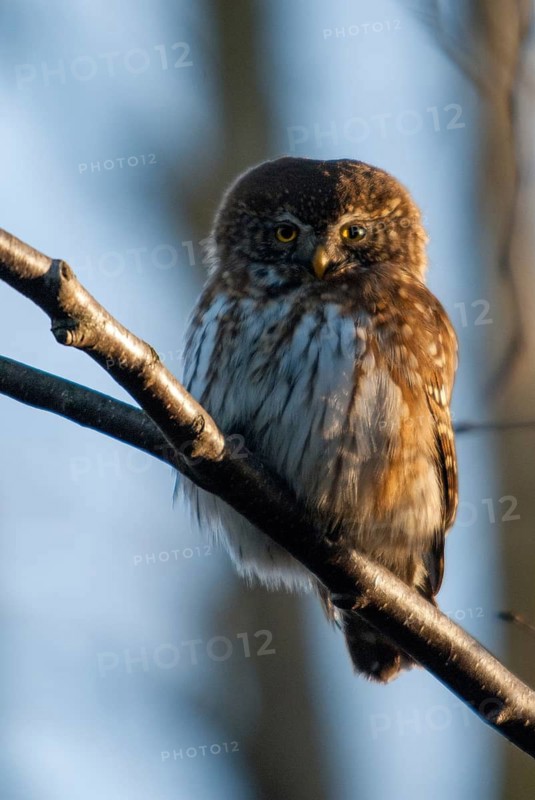 Glaucidium passerinum, pygmy owl, birds, owls, high size, portrait, owls, strigiforms, birds